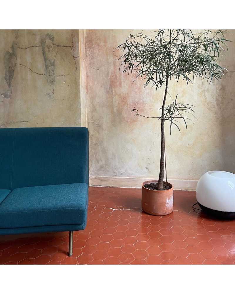 Sofa Triennale Marco Zanuso Sofa Triennale Marco Zanuso