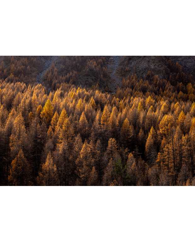 Photography La forêt Photography La forêt