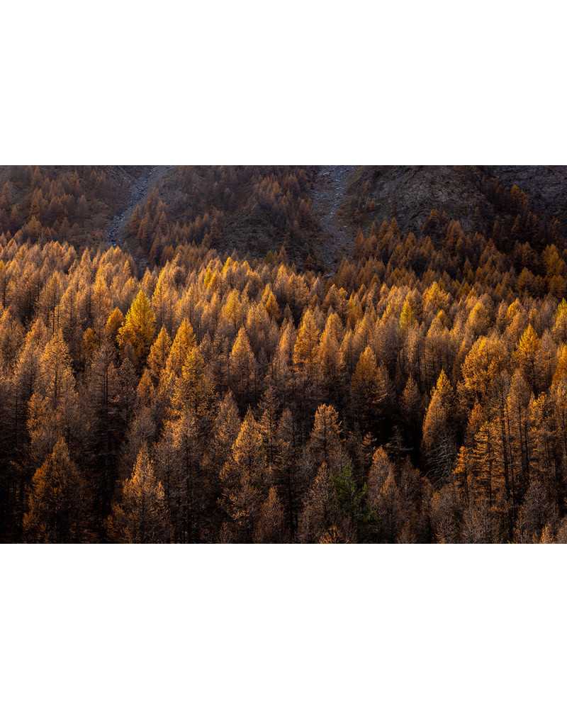 Photographie La forêt Photographie La forêt