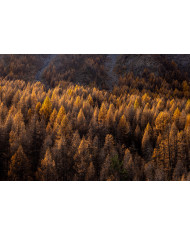 Photographie La forêt Photographie La forêt